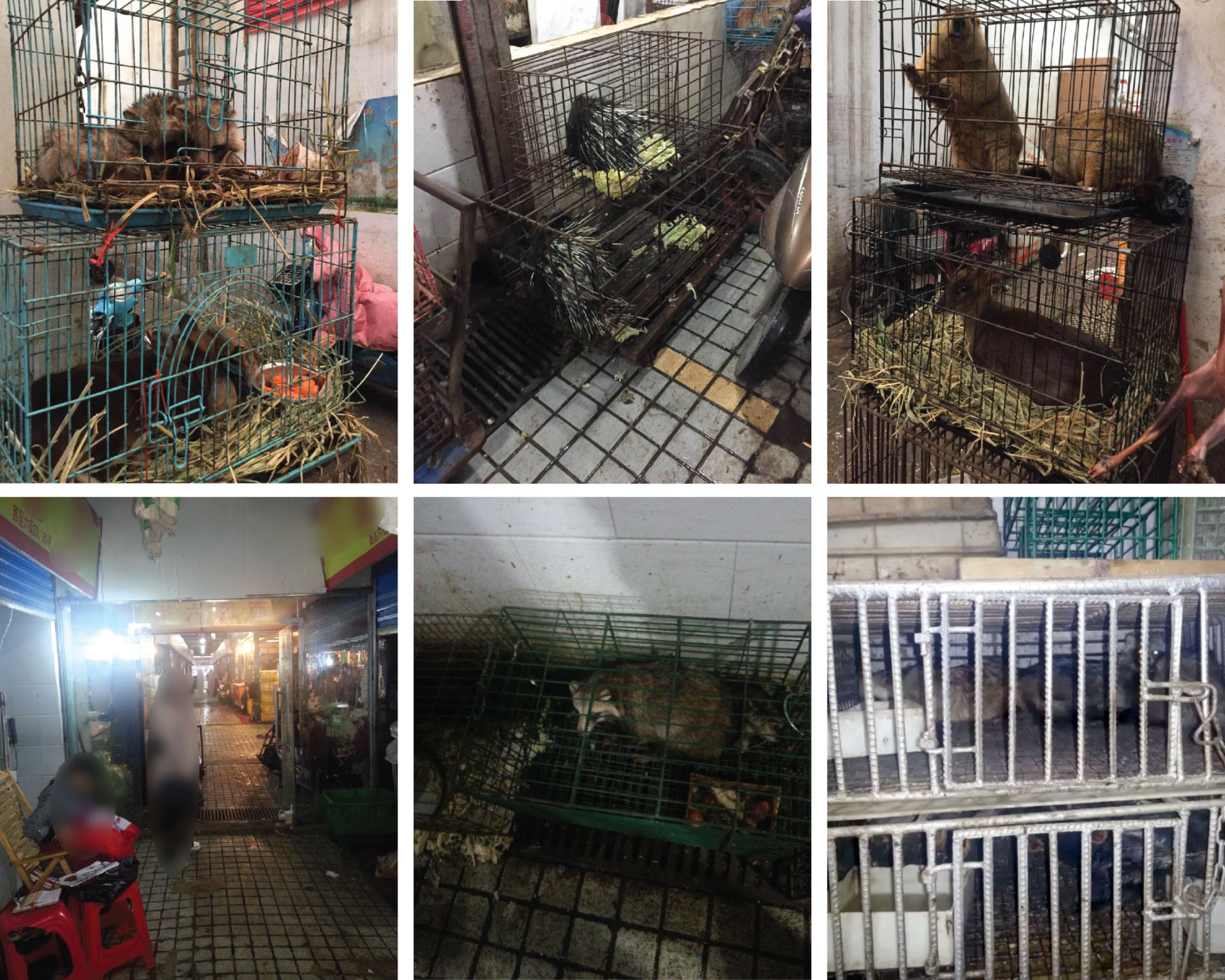 Il Covid è partito dagli animali vivi del mercato di Wuhan: ora c'è la  prova - la Repubblica